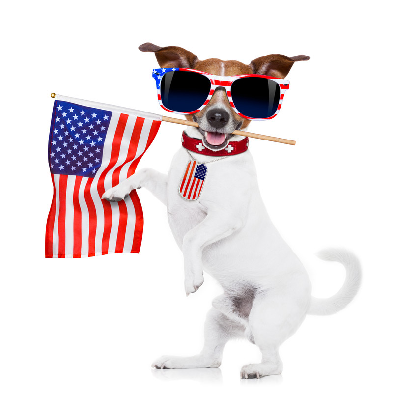 Introduction to American culture funny dog with flag