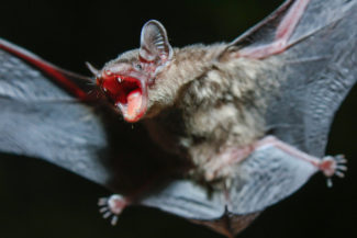 close up of bat with wings outstretched and mouth open